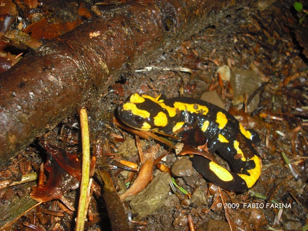 Salamandra pezzata - Salamandra salamandra gigliolii